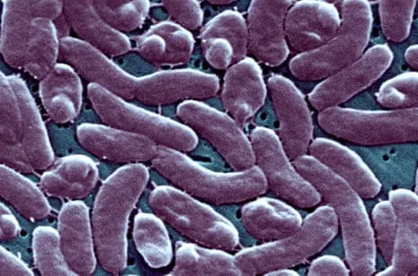 Louisiana Reports Five Fatalities from Flesh-Eating Bacterium in Gulf Seawater